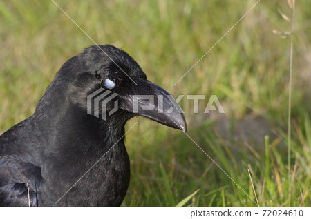 White-eyed crow White-eyed crow 72024610