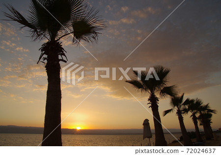 [Jordan] View of the Dead Sea, palm trees lined up and the setting sun over the Dead Sea 72024637
