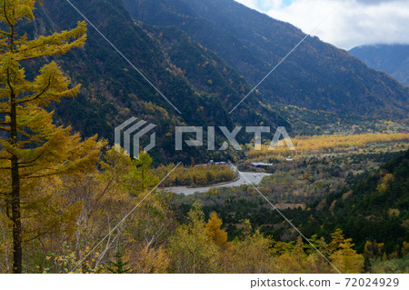 Kamikochi yellow leaves 72024929