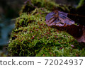 Moss 72024937