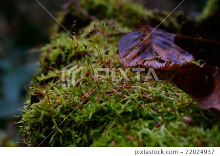 Moss 72024937
