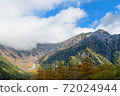 Yellow leaves of larch 72024944