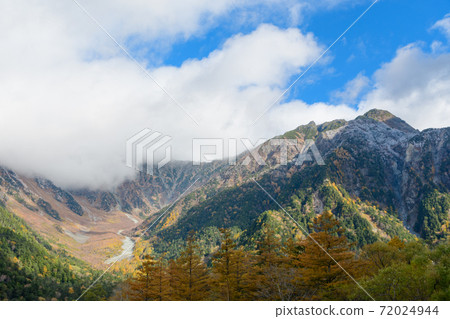 Yellow leaves of larch 72024944