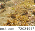 Goby family 72024947