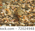 Gobiidae fish 72024948