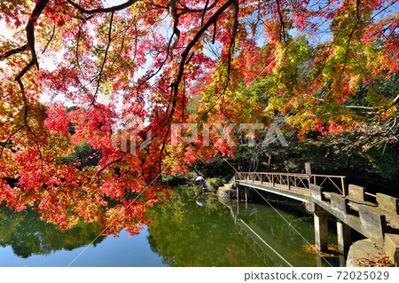 Autumn leaves of tremor lake 72025029