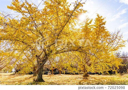 愛知縣相武町的金色銀杏田 72025098