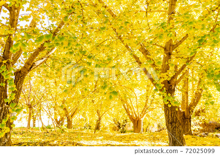 愛知縣相武町的金色銀杏田 愛知縣相武町的金色銀杏田 72025099