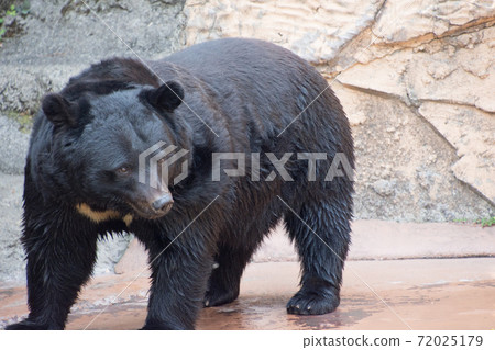 亞洲黑熊 72025179