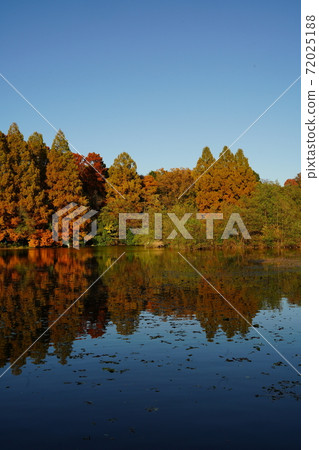 Autumn leaves park Ishigami Park Trees and ponds Trees reflected in the pond Blue sky Outdoor Red leaves Autumn leaves trees 72025188