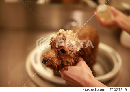 Small dog shampoo image Small dog shampoo image 72025249
