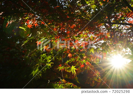 Autumn leaves park Ishigami Park Outdoor red leaves Autumn leaves trees 72025298