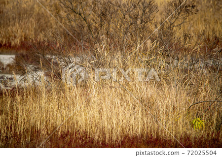 Siheung Tidal-Ecological Park, Siheung City, Gyeonggi-do Siheung Tidal-Ecological Park, Siheung City, Gyeonggi-do 72025504