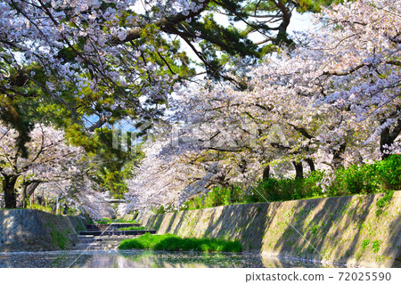 Sakura view Shukugawa 72025590
