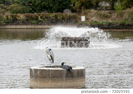 Heron in a park pond, Kasukabe City, Saitama Prefecture, Japan 72025591