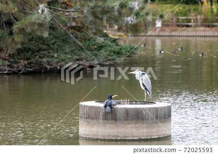 Heron in a park pond, Kasukabe City, Saitama Prefecture, Japan 72025593