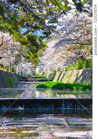櫻井淑川 72025654
