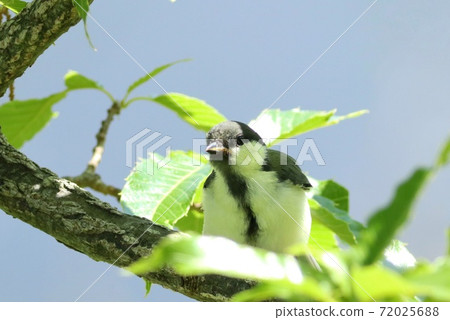Great tit fledging chicks in a wooded area 72025688