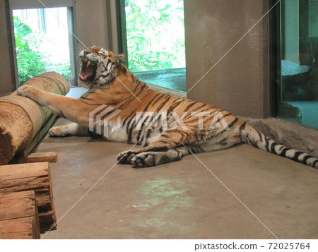 Amur Tora Amur Tora 72025764