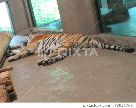 Amur Tora Amur Tora 72025766