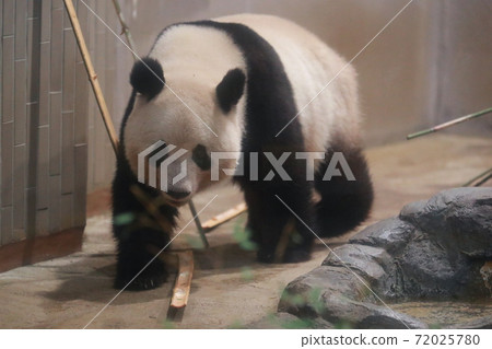 Shanshan Shanshan 72025780