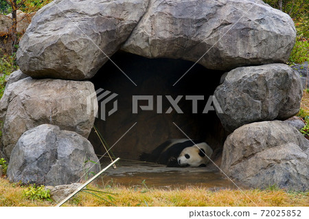 Panda Panda 72025852