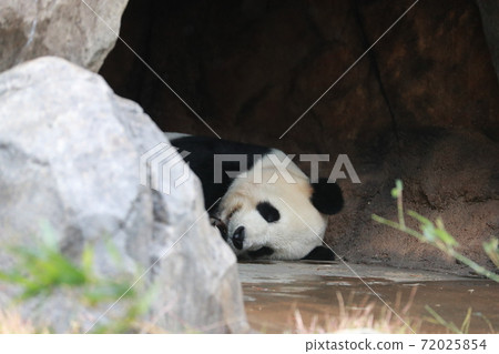 Panda Panda 72025854