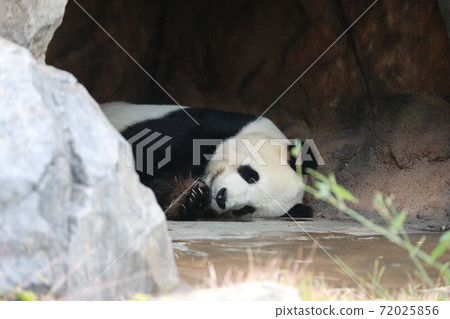 Panda Panda 72025856
