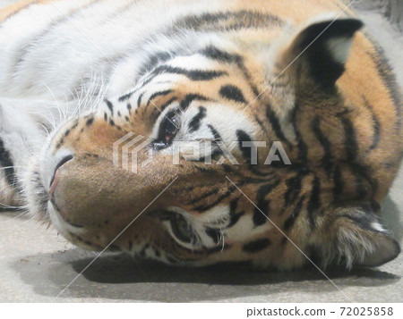 Amur Tora Amur Tora 72025858
