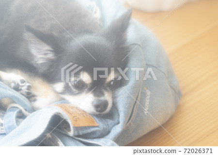 Chiwawa躺在窗邊 72026371