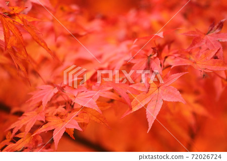 彩色楓樹的壯麗景色|兵庫縣的秋葉 彩色楓樹的壯麗景色|兵庫縣的秋葉 72026724