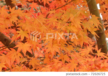 彩色楓樹的壯麗景色|兵庫縣的秋葉 彩色楓樹的壯麗景色|兵庫縣的秋葉 72026725