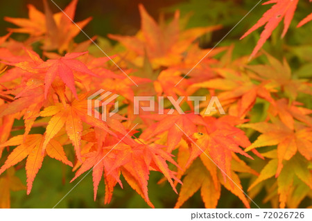 彩色楓樹的壯麗景色|兵庫縣的秋葉 彩色楓樹的壯麗景色|兵庫縣的秋葉 72026726