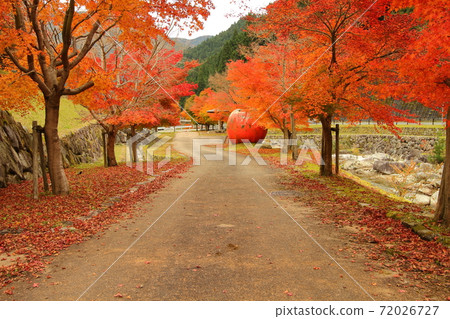 在原楓公園楓樹的秋葉 在原楓公園楓樹的秋葉 72026727