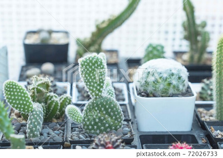 beautiful plant - Soft and selective focus green small cactus 72026733