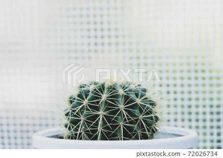 beautiful plant - Soft and selective focus green small cactus beautiful plant - Soft and selective focus green small cactus 72026734