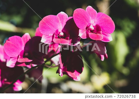 Beautiful pink flower - soft and selective focus Orchid in the morning sunlight. Beautiful pink flower - soft and selective focus Orchid in the morning sunlight. 72026738