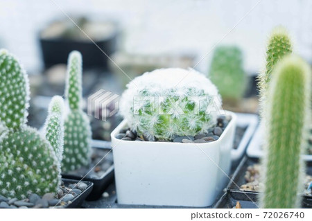 beautiful plant - Soft and selective focus green small cactus beautiful plant - Soft and selective focus green small cactus 72026740