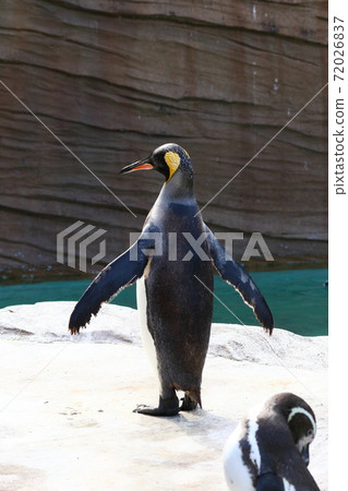 企鵝沐浴在陽光下 72026837