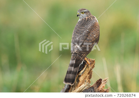 Euarsian sarrowhawk (Accipiter nisus) Euarsian sarrowhawk (Accipiter nisus) 72026874