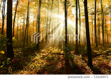 Autumn forest Autumn forest 72026971