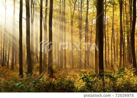 Autumn forest Autumn forest 72026978