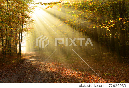 Autumn forest Autumn forest 72026983