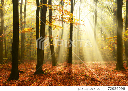 Autumn forest 72026996