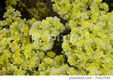 黃色的金魚花朵盛開。花開得茂密。 72027584