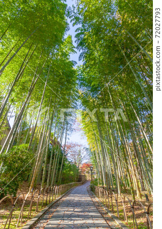 Shuzenji Bamboo Forest Path Shuzenji Bamboo Forest Path 72027793