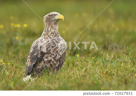 White tailed Eagle (Haliaeetus albicilla) 72027931