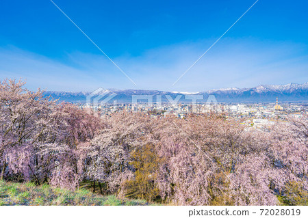 春季從小房山陵墓，松本市和北阿爾卑斯山看到的櫻花[長野縣] 72028019