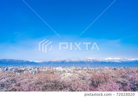 春季從小房山陵墓，松本市和北阿爾卑斯山看到的櫻花[長野縣] 72028020