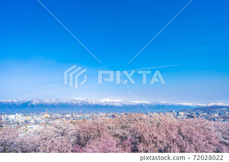 春季從小房山陵墓，松本市和北阿爾卑斯山看到的櫻花[長野縣] 72028022